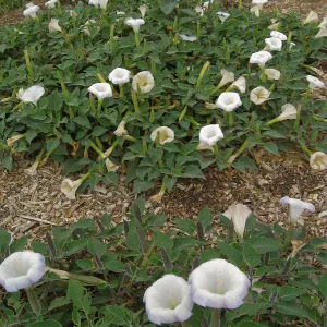 Datura wrightii, jimson weed, at SBBG