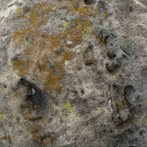 Lichen covered rock, old entrance steps, SBBG