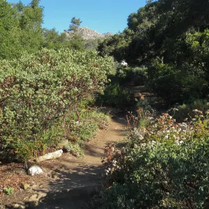 Manzanita section, SBBG