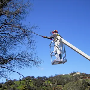 New cherry picker lift from 2009 Stanley Smith Grant