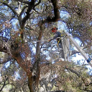New cherry picker lift from 2009 Stanley Smith Grant