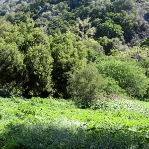 Porter Trail, North and east slope