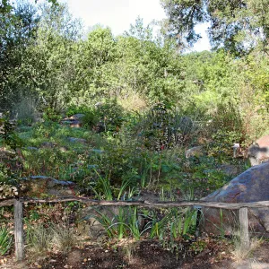 Brook, west