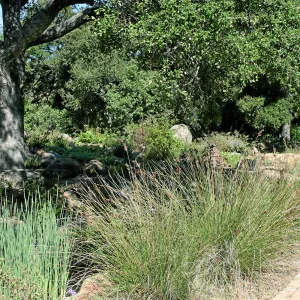 Meadow, Main path, northwest