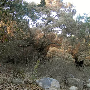 Fire damage in the Canyon - Island Section