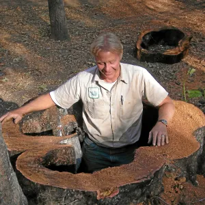 Dave Kershaw in cut sycamore stump