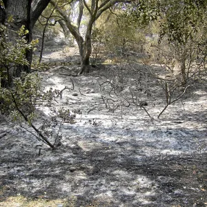 Jesusita Fire