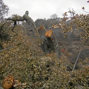 Jesusita Fire clearance