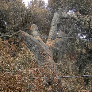 Jesusita Fire clearance