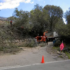 Completed fire clearance of brush at SBBG