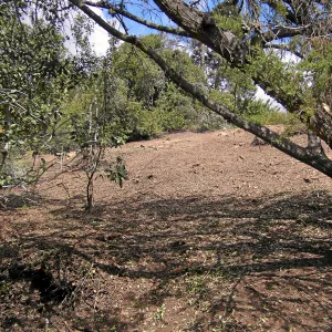 Completed fire clearance of brush at SBBG