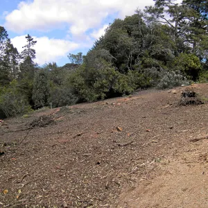 Completed fire clearance of brush at SBBG