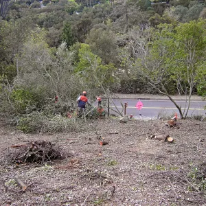 Completed fire clearance of brush at SBBG