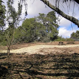 Completed fire clearance of brush at SBBG