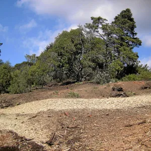 Completed fire clearance of brush at SBBG