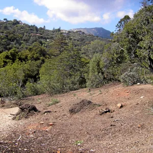 Completed fire clearance of brush at SBBG