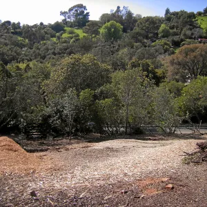 Completed fire clearance of brush at SBBG