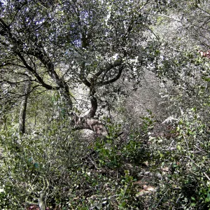Completed fire clearance of brush at SBBG