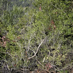 Brush at SBBG before fire clearance