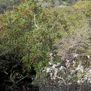 Brush at SBBG before fire clearance