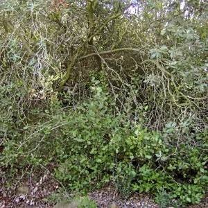 Brush at SBBG before fire clearance