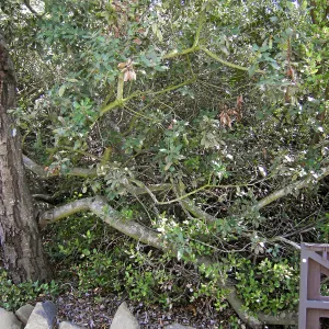 Brush at SBBG before fire clearance