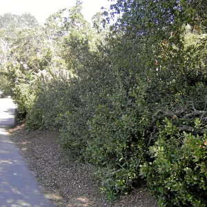 Brush at SBBG before fire clearance