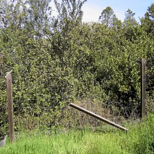 Brush at SBBG before fire clearance