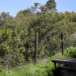 Brush at SBBG before fire clearance