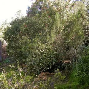 Brush at SBBG before fire clearance