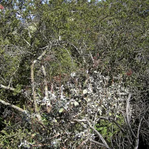 Brush at SBBG before fire clearance