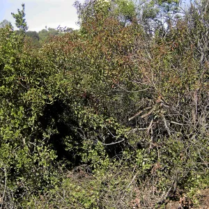Brush at SBBG before fire clearance