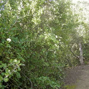 Brush at SBBG before fire clearance