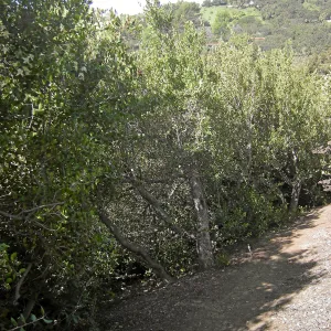 Brush at SBBG before fire clearance