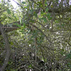 Brush at SBBG before fire clearance