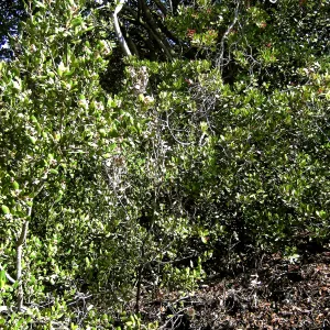 Brush at SBBG before fire clearance