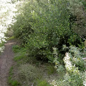 Brush at SBBG before fire clearance