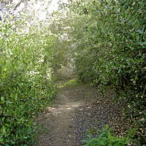 Brush at SBBG before fire clearance