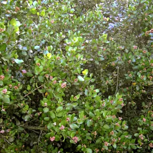 Brush at SBBG before fire clearance