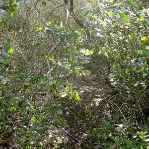Brush at SBBG before fire clearance