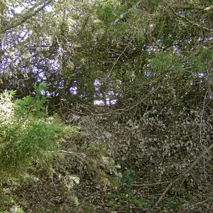 Brush at SBBG before fire clearance