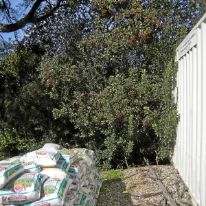 Brush at SBBG before fire clearance