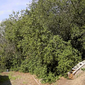 Brush at SBBG before fire clearance