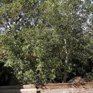 Brush at SBBG before fire clearance