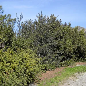 Brush at SBBG before fire clearance