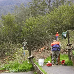 Fire clearance of brush at SBBG
