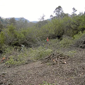 Fire clearance of brush at SBBG