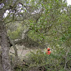 Fire clearance of brush at SBBG