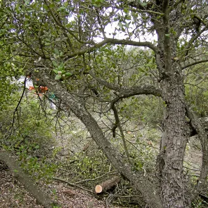 Fire clearance of brush at SBBG
