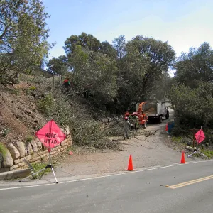 Fire clearance of brush at SBBG